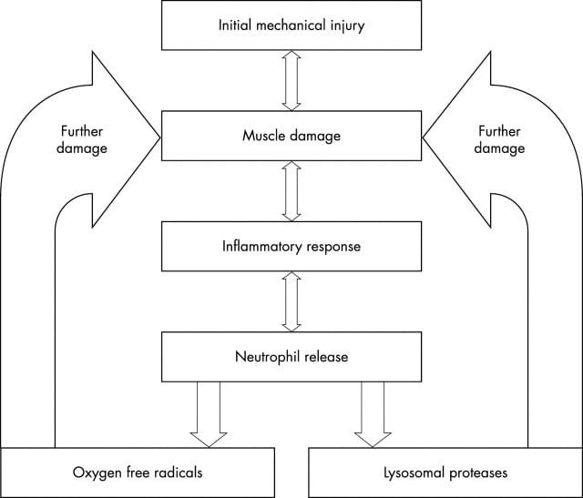 British Journal of Sports Medicine – Proposed mechanism of the relation between the inflammatory response to mechanical injury and further muscle damage.